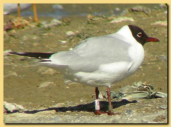 Blanca-E2KM-Pinto-27-02-2011